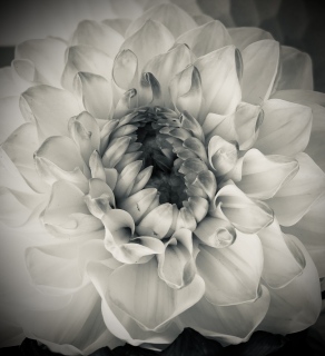 FLOWER. - Les B&W