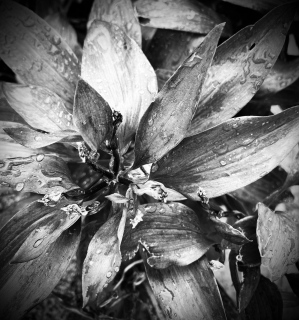 NATURE. - Les B&W